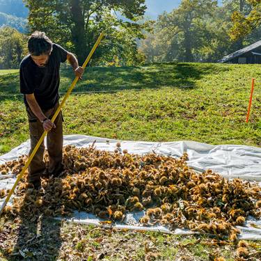 Im Oktober dreht sich im Bergell alles um die Kastanien: Dann werden die Kastanien meist durch Handarbeit geerntet und verarbeitet