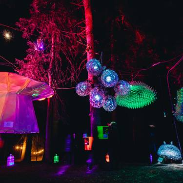 Wald wird mit farbigen Lichtern beleuchtet