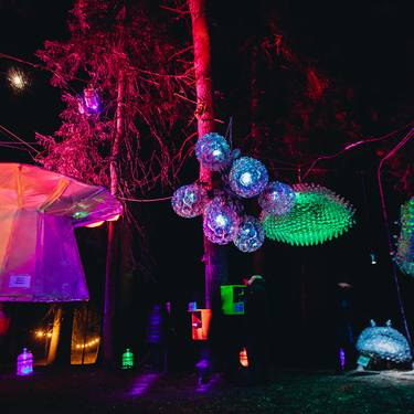 Wald wird mit farbigen Lichtern beleuchtet
