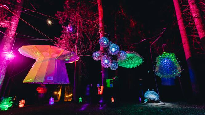 Wald wird mit farbigen Lichtern beleuchtet