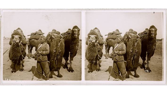 Historisches Bild eines Kameltreibenden mit Kamelen, zwei mal nebeneinander