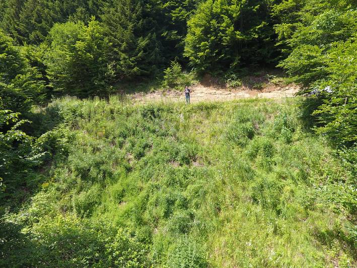 Testfläche Gränichen, Drohnenbild der gesamten Fläche, Juni 2018