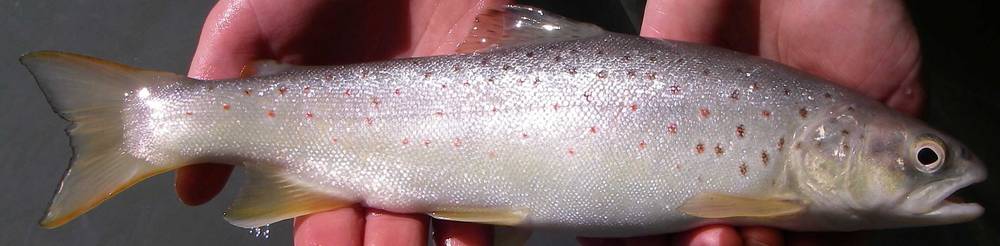 Alpine Bachforelle aus dem Vorderrhein