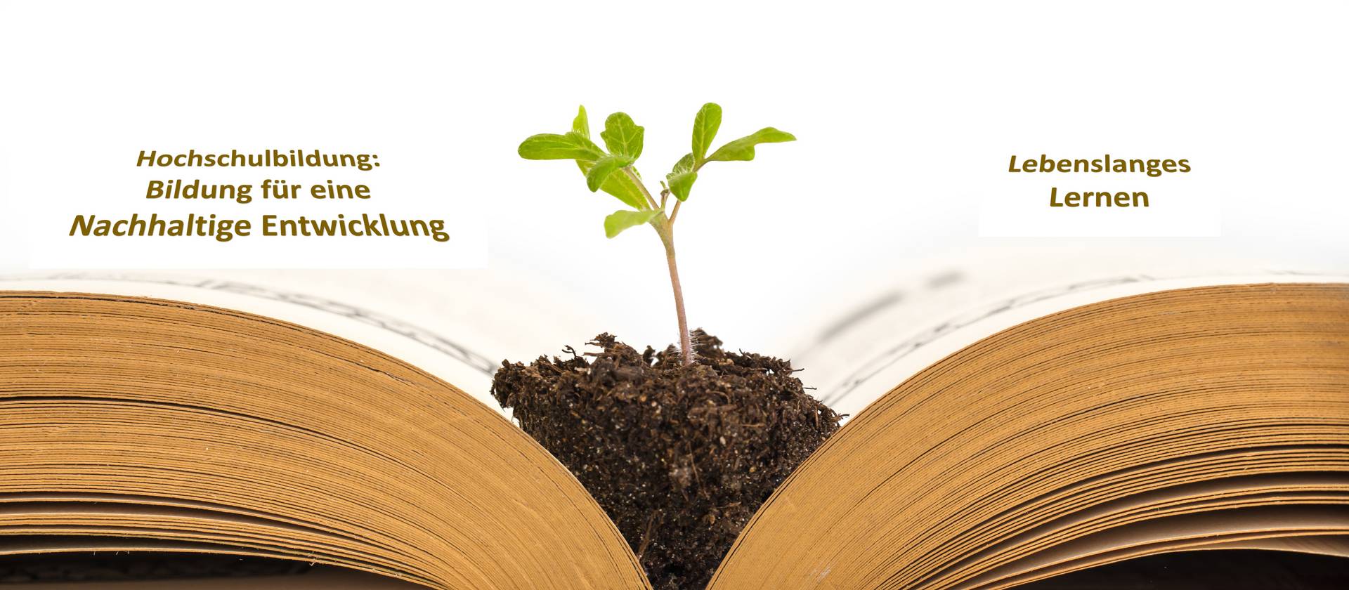 Plant growing from an old opened book,  isolated on white background, education or recycling concept