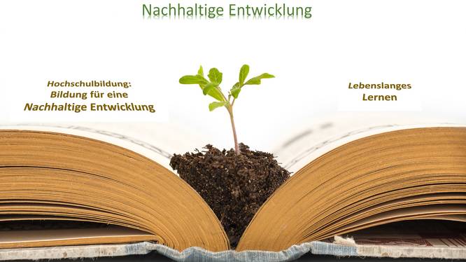 Plant growing from an old opened book,  isolated on white background, education or recycling concept