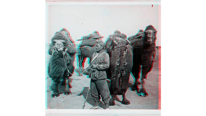 Historisches Bild eines Kameltreibenden mit Kamelen.